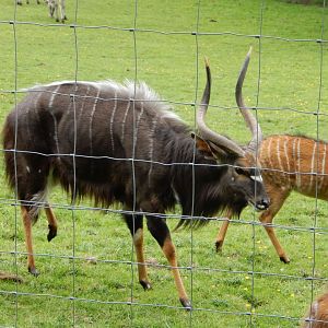 21/5/2017 - Male Nyala