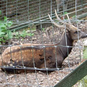 21/5/2017 - Visayan Spotted Deer