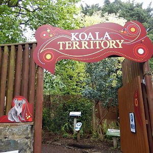 21/5/2017 - Entering Koala Territory