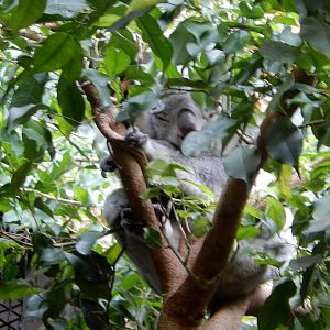 21/5/2017 - Peek Thru the Branches
