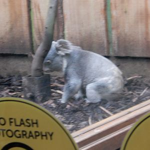 21/5/2017 - Koala Awake and on the Ground (!)