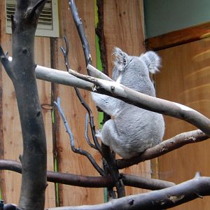 21/5/2017 - Koala Awake