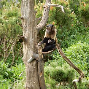 21/5/2017 - Brown Capuchin Monkey