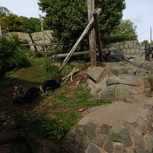 21/5/2017 - Malayan Sun Bear Habitat
