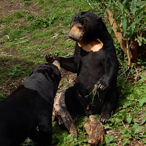 21/5/2017 - Malayan Sun Bears