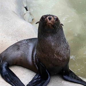 Subantarctic fur seal, April 2016