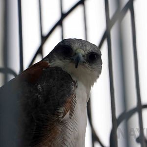 Variable hawk, April 2016