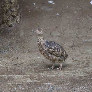 Wet Nothura sp.?, April 2016