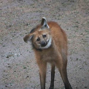 Spin dry maned wolf, April 2016