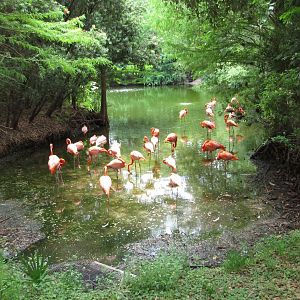 Caribbean Flamingo Exhibit
