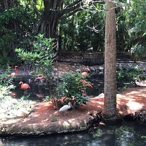 Florida Pioneer Trail- American Flamingo