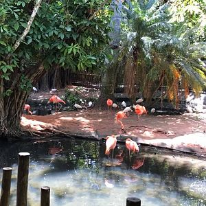 Florida Pioneer Trail- American Flamingo