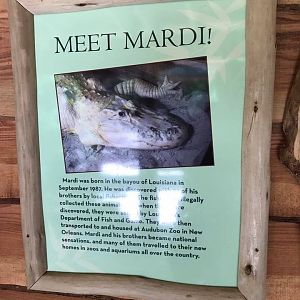 Florida Pioneer Trail- White Alligator