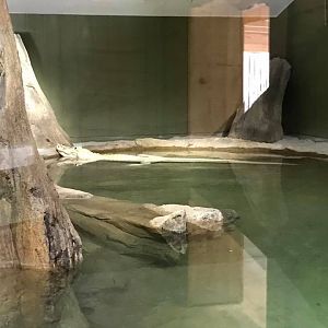 Florida Pioneer Trail- White Alligator