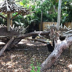 Florida Pioneer Trail- Bald Eagle