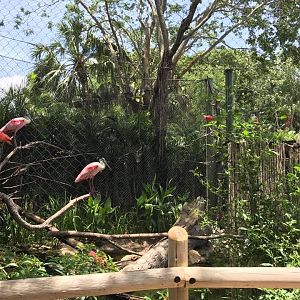 Florida Pioneer Trail- Roseate Spoonbill