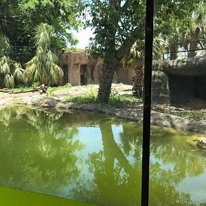 Florida Pioneer Trail- Black Bear