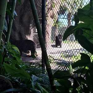 Florida Pioneer  Trail- Black Bear