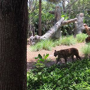 Florida Pioneer Trail- Florida Panther