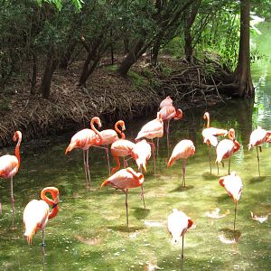Caribbean Flamingos