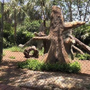 Florida Pioneer Trail- Florida Panther