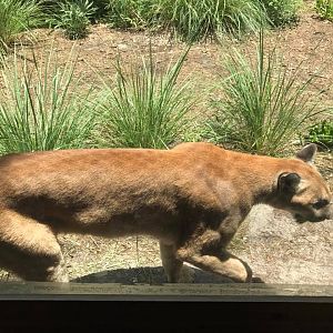 Florida Pioneer Trail- Florida Panther