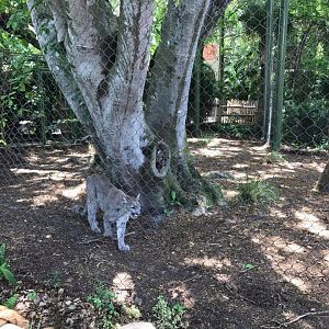 Florida Pioneer Trail- Florida Panther