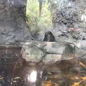 Florida Pioneer Trail- River Otter