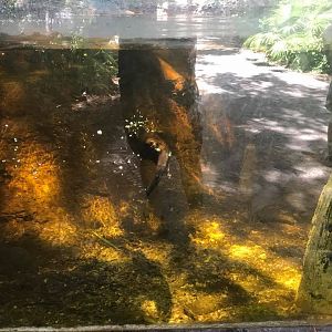 Florida Pioneer Trail- River Otter