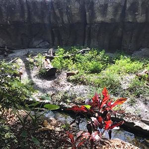 Tropics of the Americas- Bush Dog