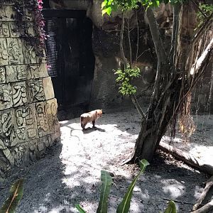 Tropics of the Americas- Bush Dog