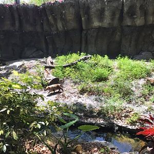 Tropics of the Americas- Bush Dog