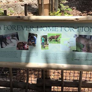 Tropics of the Americas- Jaguar