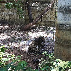 Tropics of the Americas- Jaguar