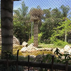 Tropics of the Americas- Jaguar