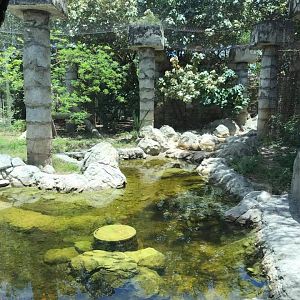 Tropics of the Americas- Jaguar