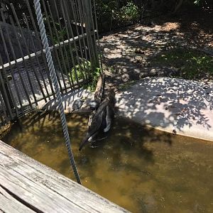 Tropics of the Americas- Giant Anteater/Cavy