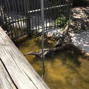 Tropics of the Americas- Giant Anteater/Cavy