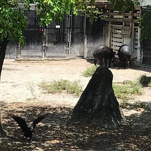 Tropics of the Americas- Baird's Tapir/Capybara