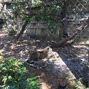 Tropics of the Americas- Jaguar