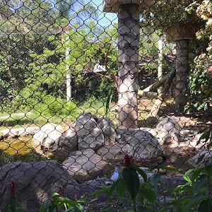 Tropics of the Americas- Jaguar