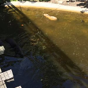 Tropics of the Americas- Baird's Tapir/Capybara