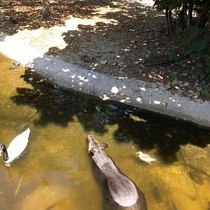 Tropics of the Americas- Baird's Tapir/Capybara