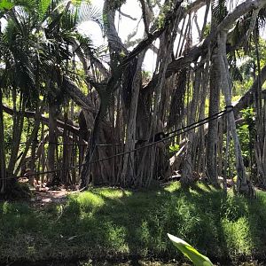 Tropics of the Americas- Capuchin