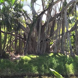 Tropics of the Americas- Capuchin