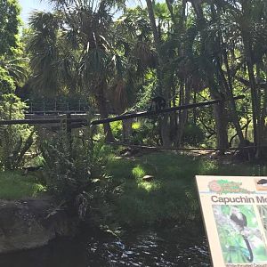 Tropics of the Americas- Capuchin