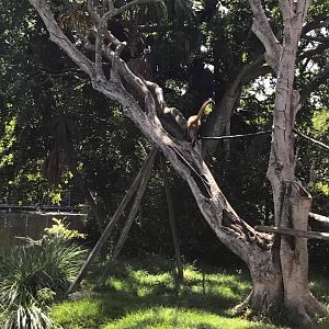 Tropics of the Americas- Spider Monkey