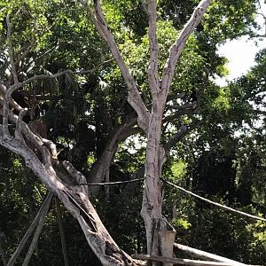 Tropics of the Americas- Spider Monkey