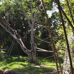 Tropics of the Americas- Spider Monkey