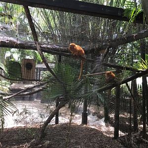 Golden Lion Tamarin